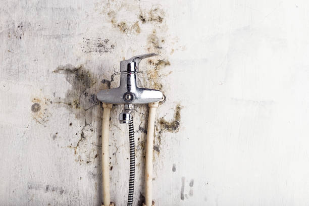 Best Home Mold Removal  in Christiana, TN