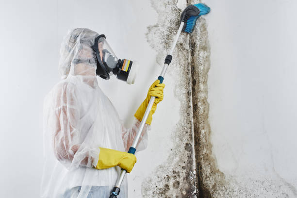 Best Mold Testing  in Christiana, TN