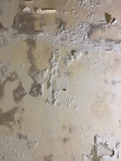 Best Fast Mold Removal  in Christiana, TN